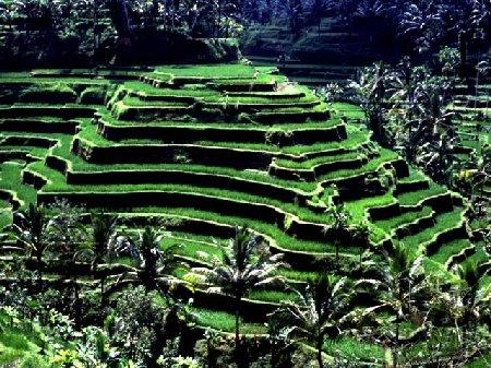 Hillside rice paddies, Bali - 120k