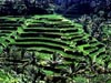 Hillside rice paddies, Bali - 11k thumbnail (62k full image)