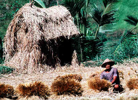 Balinese Rice Farmer - 28k