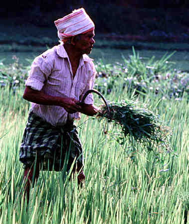 Rice Farmer, Kandy, Sri Lanka - 26k