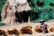 Rice Farmer, Bali - 4k thumbnail (28k full image)