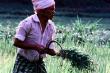 Rice Farmer, Kandy, Sri Lanka - 4k thumbnail (26k full image)