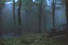 Autumnal Forest, USA - 2k thumbnail (34k full image)